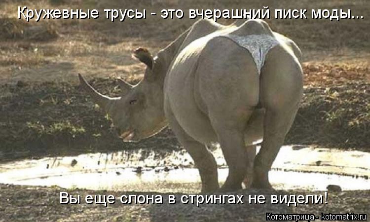 Котоматрица: Вы еще слона в стрингах не видели! Кружевные трусы - это вчерашний писк моды...