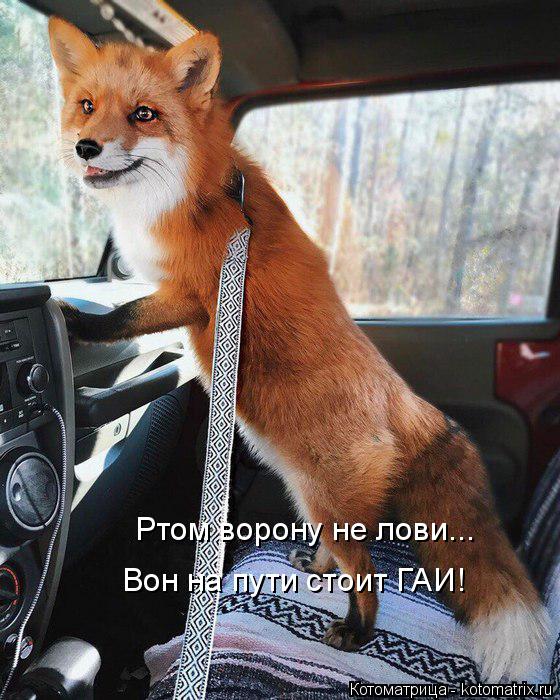 Котоматрица: Ртом ворону не лови... Вон на пути стоит ГАИ!