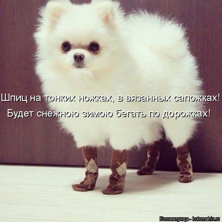Котоматрица: Шпиц на тонких ножках, в вязанных сапожках! Будет снежною зимою бегать по дорожках!