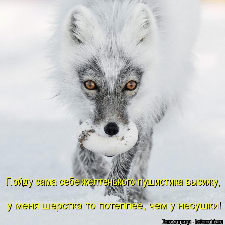 Пойду сама себе желтенького пушистика высижу, у меня шерстка то потеплее, чем у несушки!... Котоматрица: Пойду сама себе желтенького пушистика высижу, у меня шерстка то потеплее, чем у несушки!