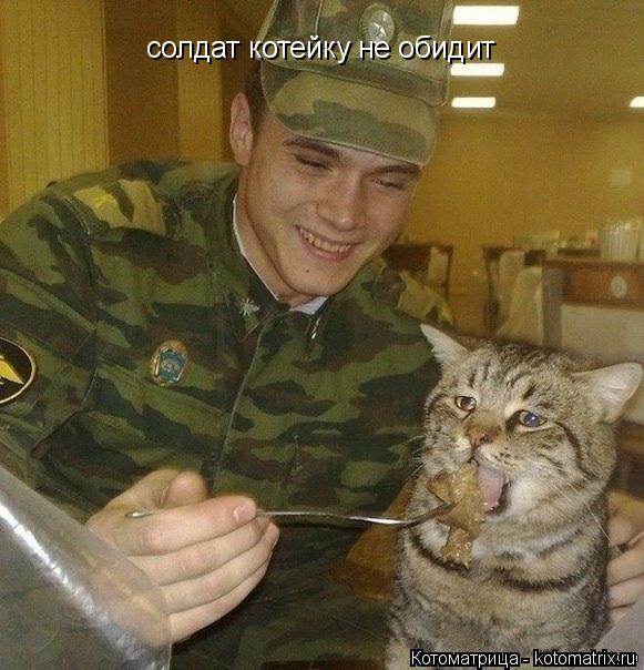 солдат котейку не обидит... Котоматрица: солдат котейку не обидит