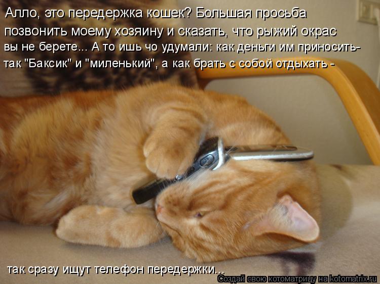 Котоматрица: Алло, это передержка кошек? Большая просьба  позвонить моему хозяину и сказать, что рыжий окрас  вы не берете... А то ишь чо удумали: как деньг