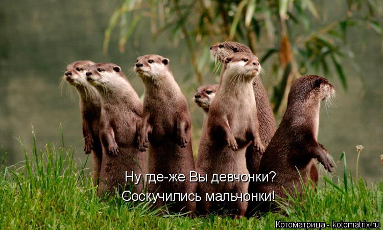 Котоматрица: Ну где-же Вы девчонки? Соскучились мальчонки!