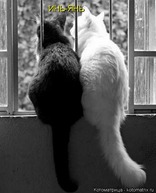Котоматрица: ИНЬ-ЯНЬ