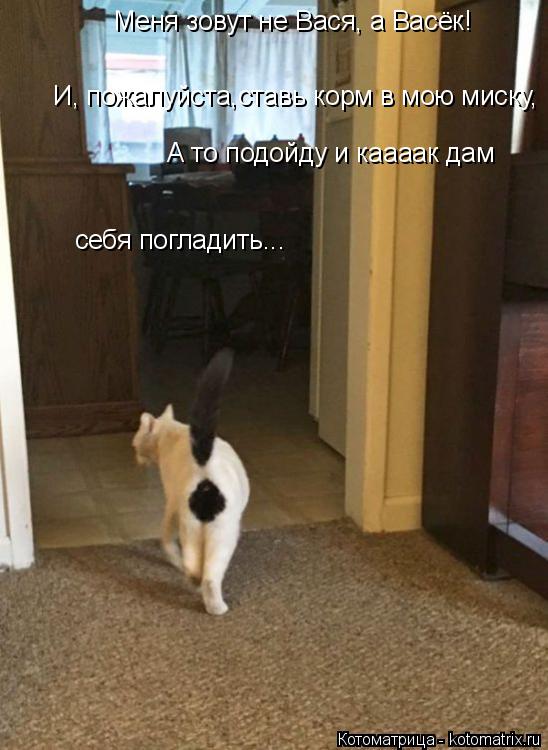 Котоматрица: Меня зовут не Вася, а Васёк! И, пожалуйста,ставь корм в мою миску, А то подойду и каааак дам себя погладить...
