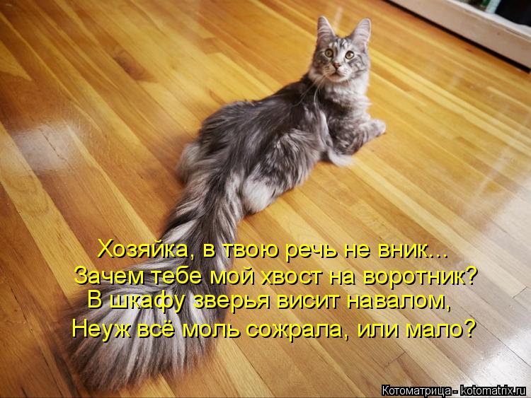 Котоматрица: Хозяйка, в твою речь не вник... Зачем тебе мой хвост на воротник? В шкафу зверья висит навалом, Неуж всё моль сожрала, или мало?