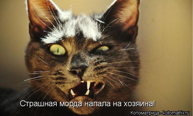 Котоматрица: Страшная морда напала на хозяина!
