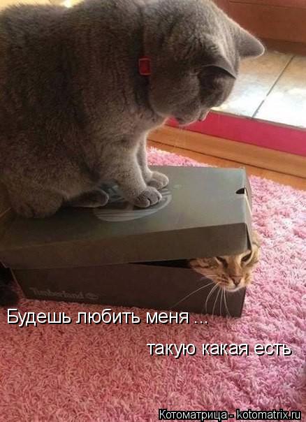 Котоматрица: Будешь любить меня ...  такую какая есть