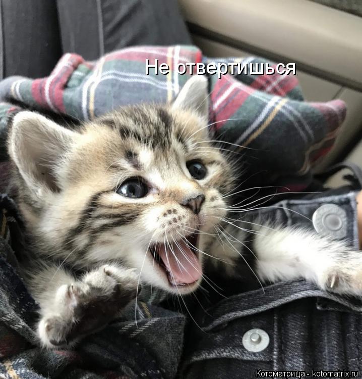 Котоматрица: Не отвертишься