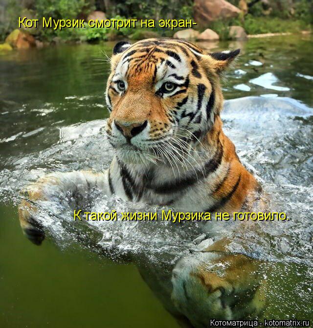 Котоматрица: Кот Мурзик смотрит на экран- К такой жизни Мурзика не готовило.