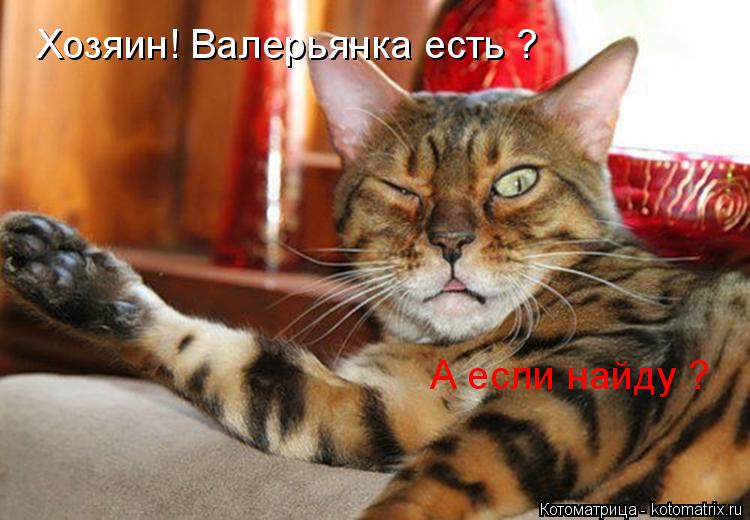 Котоматрица: Хозяин! Валерьянка есть ?  А если найду ?