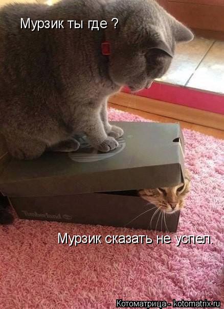 Котоматрица: Мурзик ты где ? Мурзик сказать не успел.