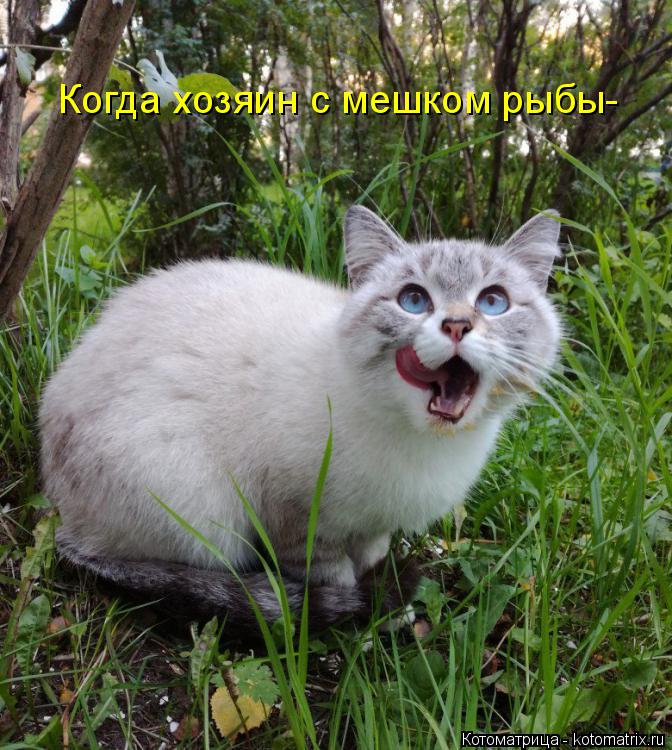 Котоматрица: Когда хозяин с мешком рыбы-
