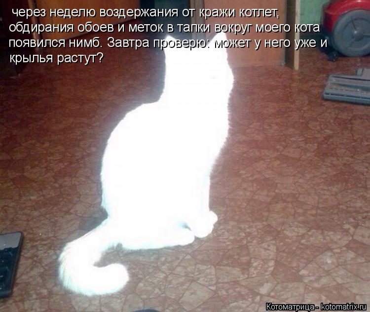 Котоматрица: через неделю воздержания от кражи котлет, обдирания обоев и меток в тапки вокруг моего кота появился нимб. Завтра проверю: может у него уже 