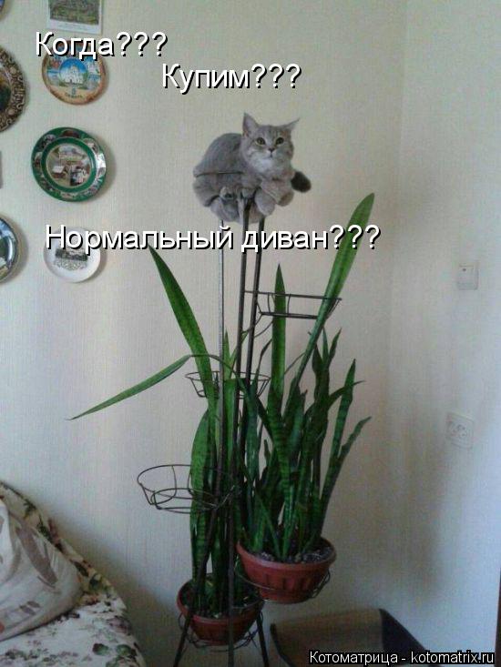 Котоматрица: Когда??? Купим??? Нормальный диван???