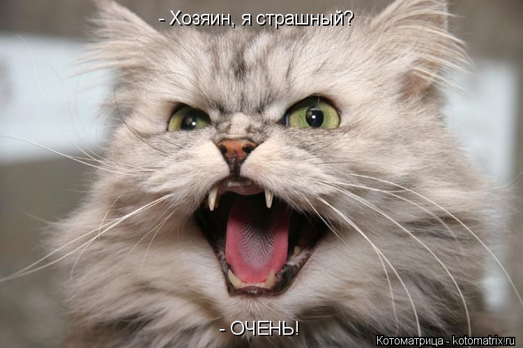 Котоматрица: - Хозяин, я страшный? - ОЧЕНЬ!