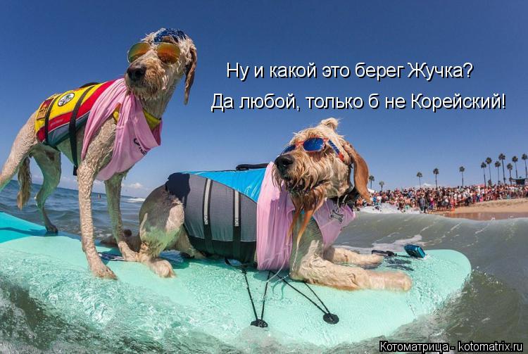 Котоматрица: Да любой, только б не Корейский! Ну и какой это берег Жучка?