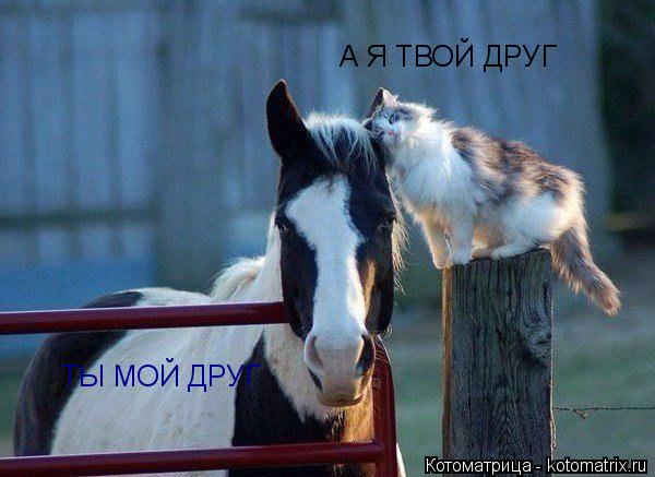 Котоматрица: ТЫ МОЙ ДРУГ А Я ТВОЙ ДРУГ