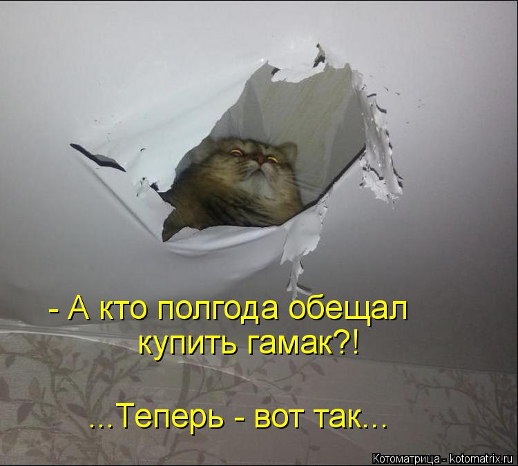 Котоматрица: - А кто полгода обещал  купить гамак?! ...Теперь - вот так...