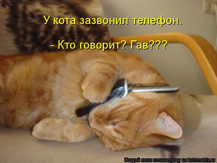 Котоматрица: У кота зазвонил телефон.  - Кто говорит? Гав???