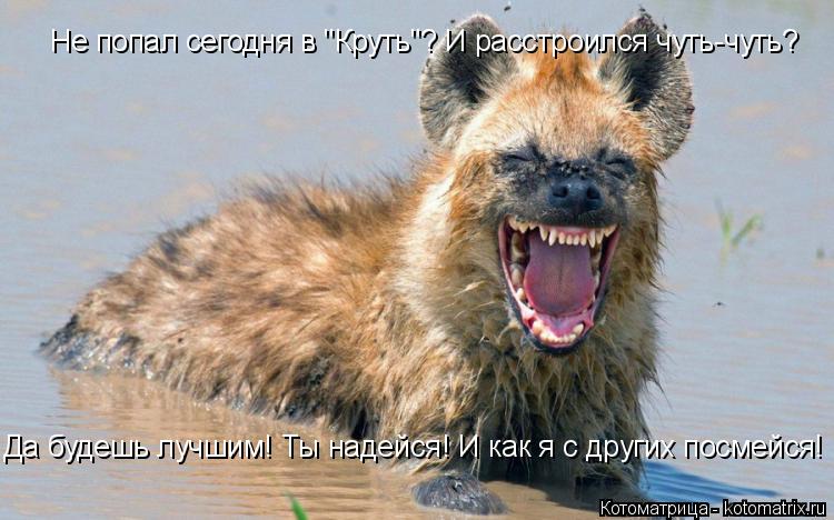 Котоматрица: Не попал сегодня в "Круть"? И расстроился чуть-чуть? Да будешь лучшим! Ты надейся! И как я с других посмейся!