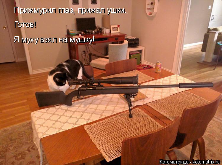 Котоматрица: Прижмурил глаз, прижал ушки. Готов! Я муху взял на мушку!