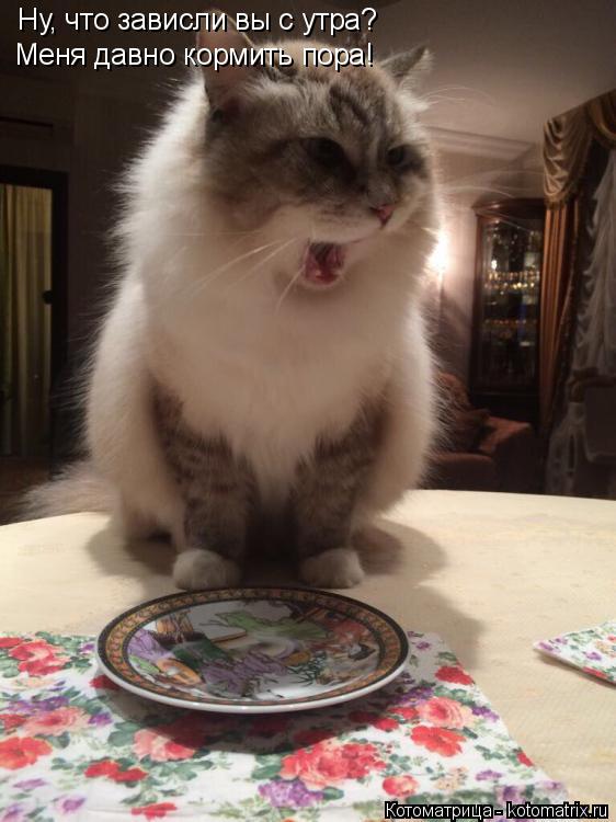 Котоматрица: Ну, что зависли вы с утра?  Меня давно кормить пора!
