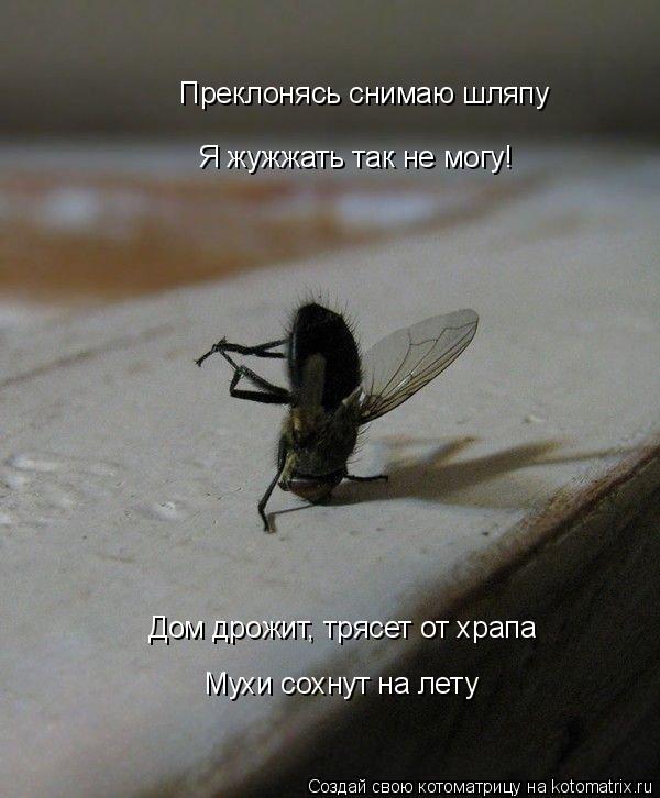 Котоматрица: Преклонясь снимаю шляпу Я жужжать так не могу! Дом дрожит, трясет от храпа Мухи сохнут на лету