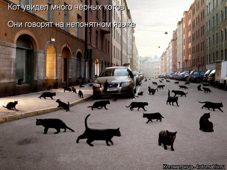 Котоматрица: Кот увидел много чёрных котов Они говорят на непонятном языке