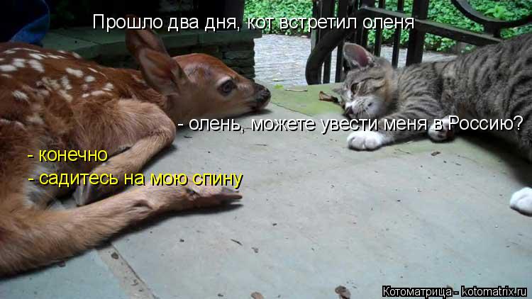 Котоматрица: Прошло два дня, кот встретил оленя - олень, можете увести меня в Россию? - конечно - садитесь на мою спину