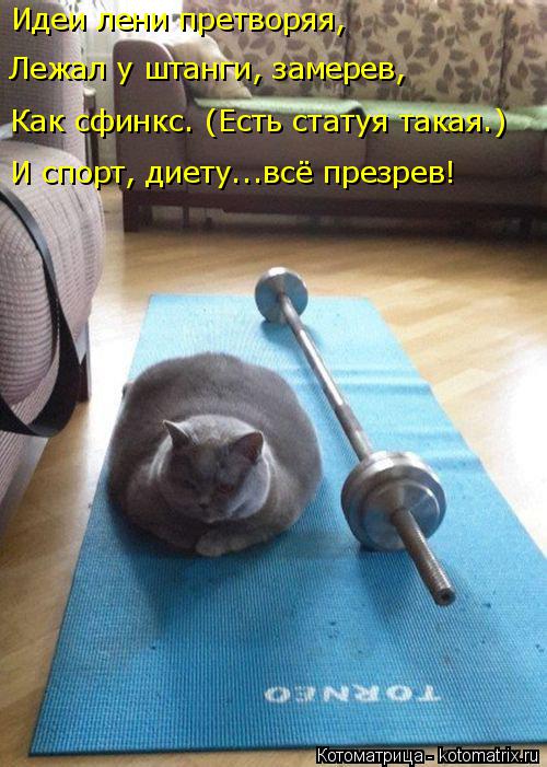 Идеи лени претворяя, Лежал у штанги, замерев, Как сфинкс. (Есть статуя такая.) И спорт, диету...всё п... Котоматрица: Идеи лени претворяя, Лежал у штанги, замерев, Как сфинкс. (Есть статуя такая.) И спорт, диету...всё презрев!