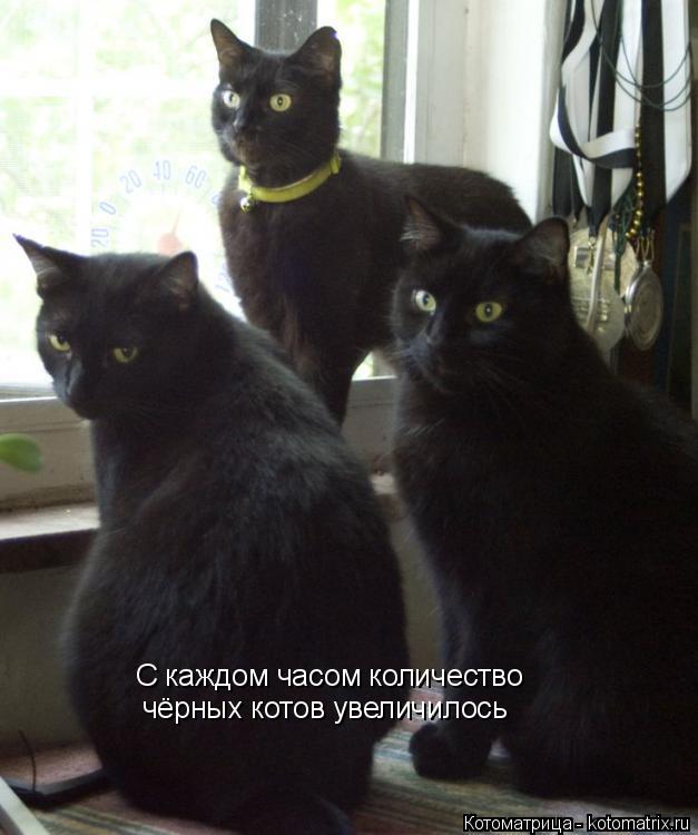 Котоматрица: С каждом часом количество чёрных котов увеличилось
