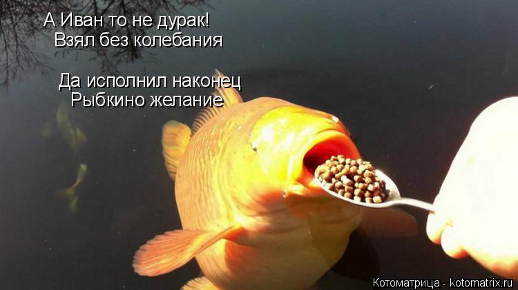 Котоматрица: А Иван то не дурак! Взял без колебания Да исполнил наконец Рыбкино желание