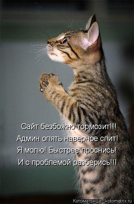 Котоматрица: Сайт безбожно тормозит!!! Админ опять наверное спит! Я молю! Быстрее проснись! И с проблемой разберись!!!