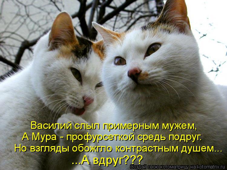 Котоматрица: А Мура - профурсеткой средь подруг. Но взгляды обожгло контрастным душем... ...А вдруг??? Василий слыл примерным мужем,