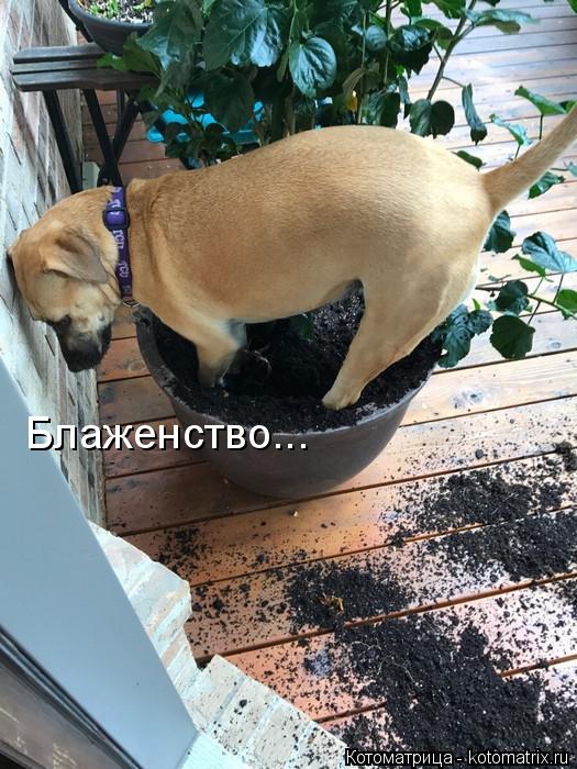 Котоматрица: Блаженство...