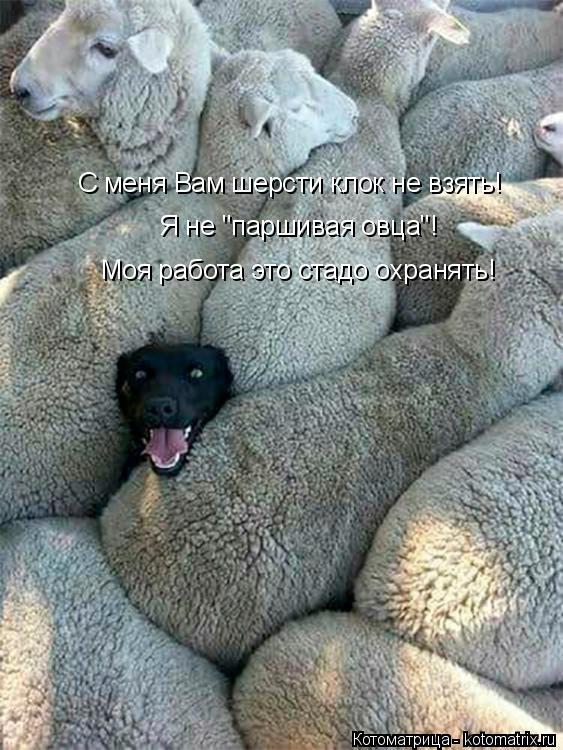 Котоматрица: С меня Вам шерсти клок не взять! Я не "паршивая овца"! Моя работа это стадо охранять!