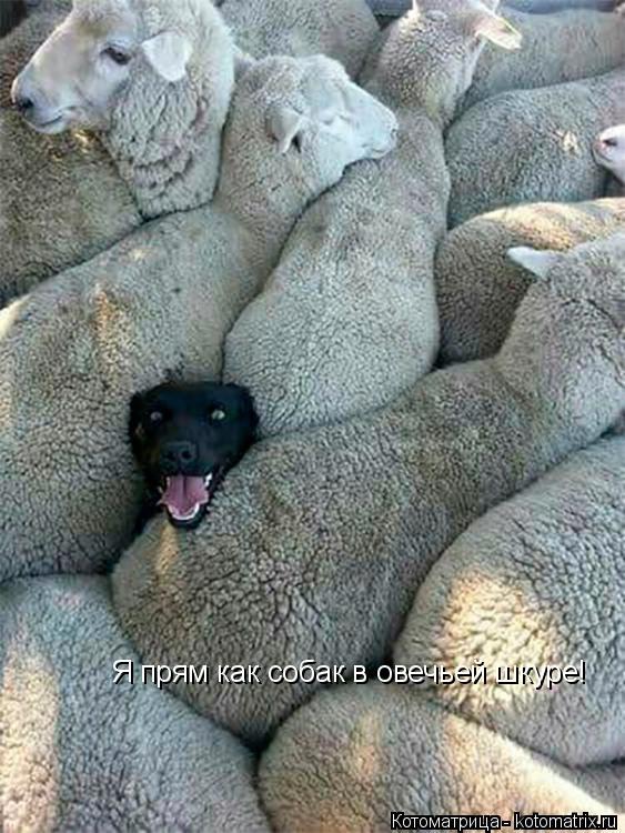 Котоматрица: Я прям как собак в овечьей шкуре!