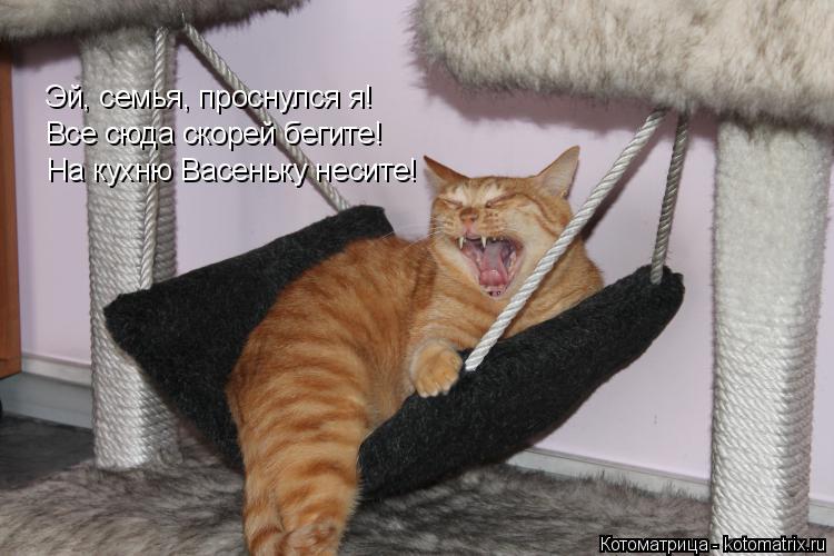 Котоматрица: Эй, семья, проснулся я!  Все сюда скорей бегите! На кухню Васеньку несите!