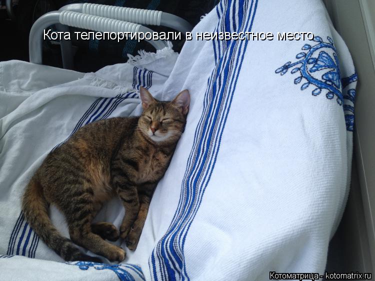 Котоматрица: Кота телепортировали в неизвестное место