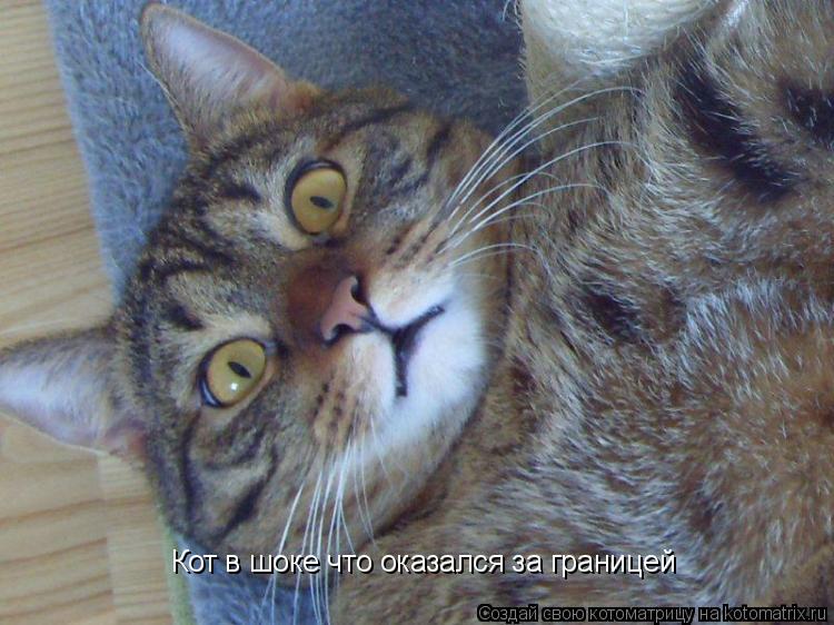 Котоматрица: Кот в шоке что оказался за границей
