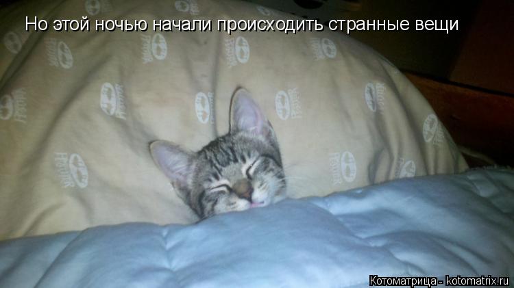 Котоматрица: Но этой ночью начали происходить странные вещи