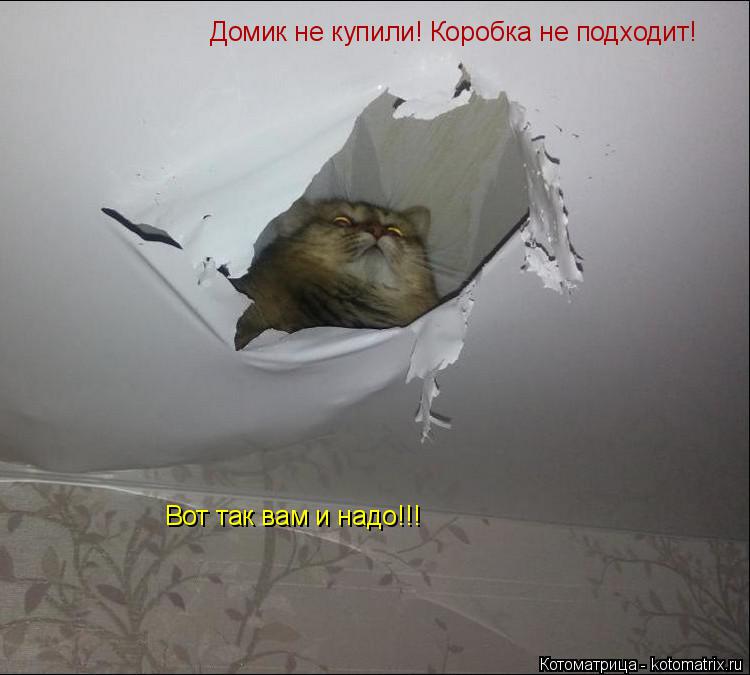 Котоматрица: Домик не купили! Коробка не подходит!  Вот так вам и надо!!!
