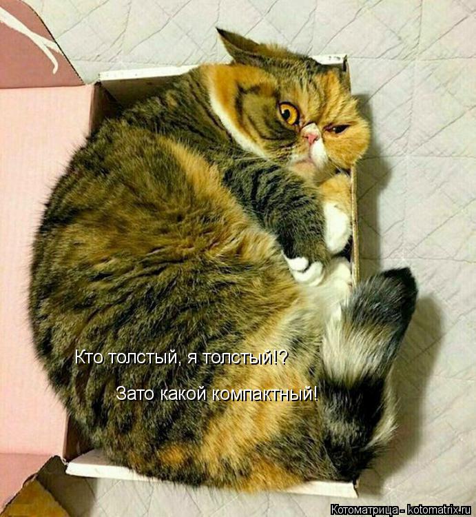 Кто толстый, я толстый!? Зато какой компактный!... Котоматрица: Кто толстый, я толстый!? Зато какой компактный!
