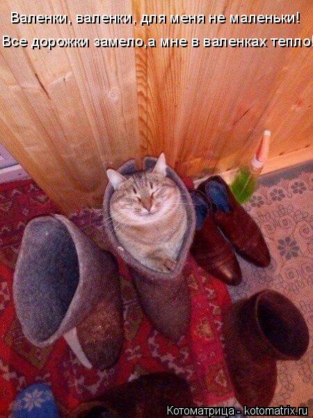 Котоматрица: Валенки, валенки, для меня не маленьки! Все дорожки замело,а мне в валенках тепло!