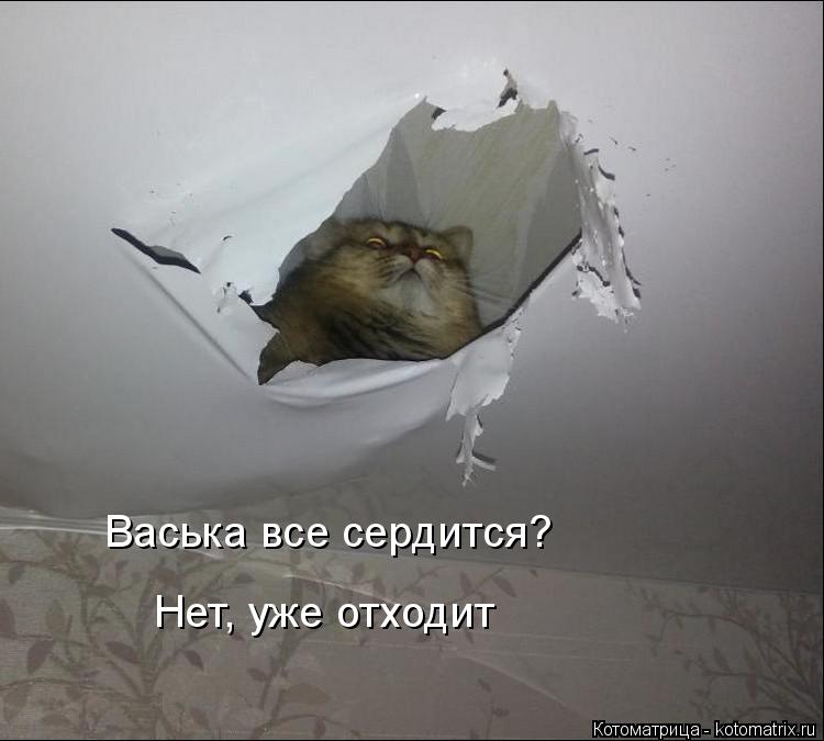 Котоматрица: Васька все сердится? Нет, уже отходит