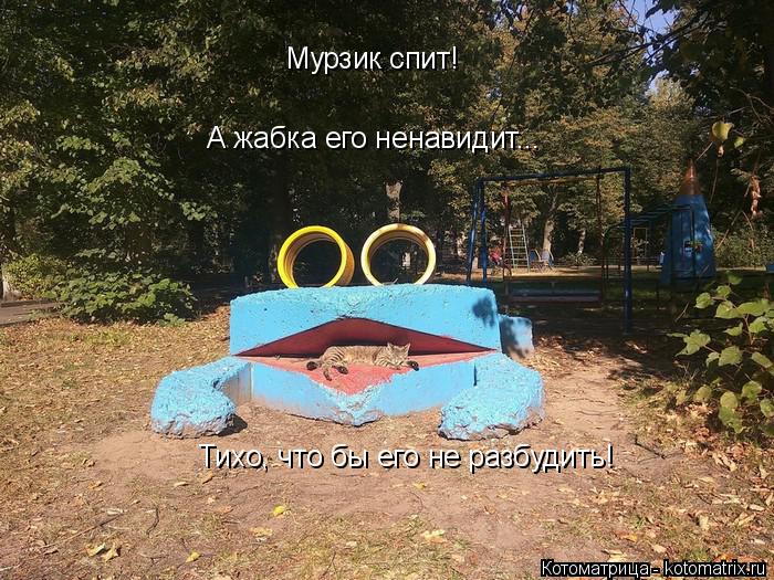 Котоматрица: Мурзик спит! А жабка его ненавидит... Тихо, что бы его не разбудить!