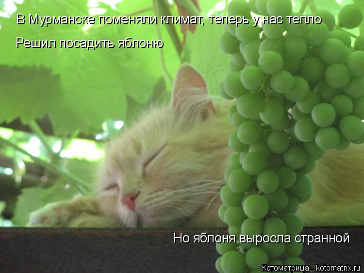 Котоматрица: В Мурманске поменяли климат, теперь у нас тепло Решил посадить яблоню Но яблоня выросла странной