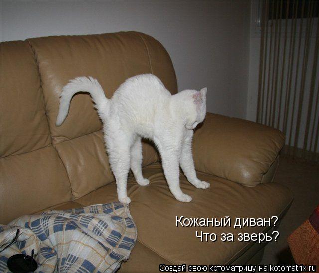 Котоматрица: Кожаный диван? Что за зверь?