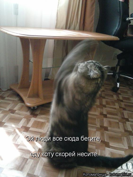 Котоматрица: Эй люди все сюда бегите, Эй люди все сюда бегите,  еду коту скорей несите.  еду коту скорей несите.